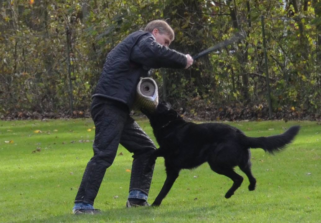 Camagurka von Schörner IPO 3