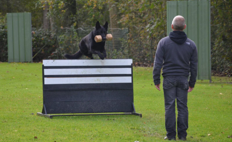 Camagurka von Schörner IPO 3