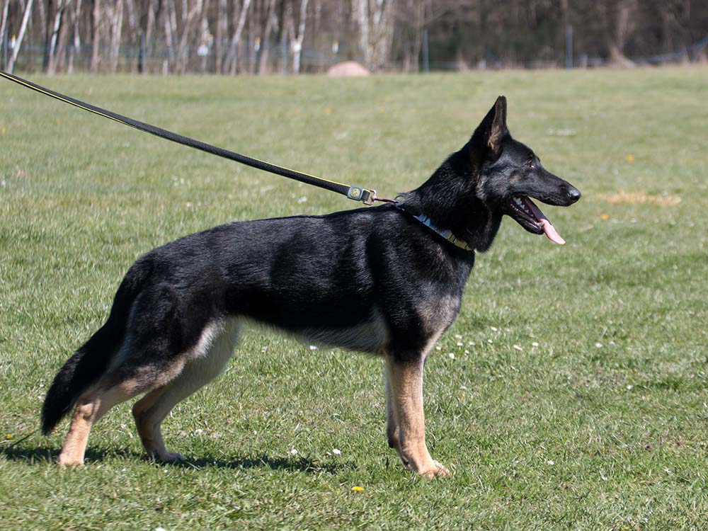 12.04.2020 Gwendy von Schörner's Schmiede