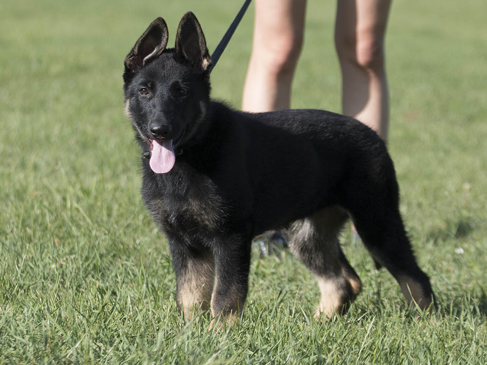 Gwendy von Schörner's Schmiede