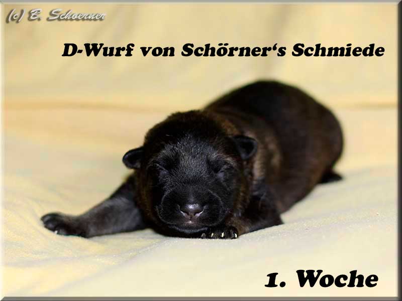 D-Wurf von Schörner's Schmiede