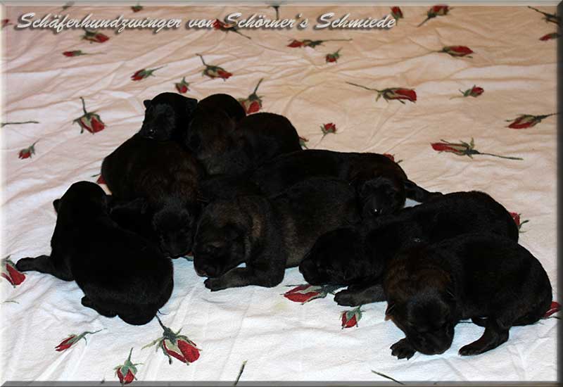 D-Wurf von Schoerner's Schmiede