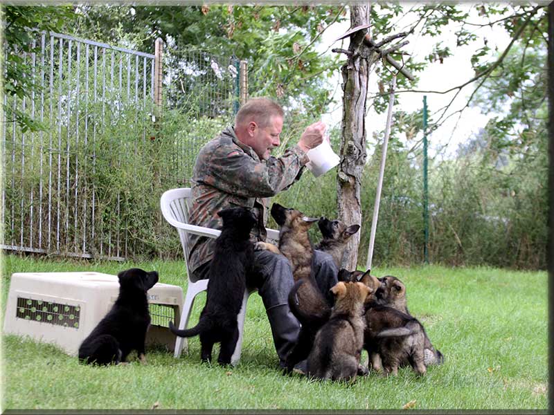 D-Wurf von Schörner's Schmiede