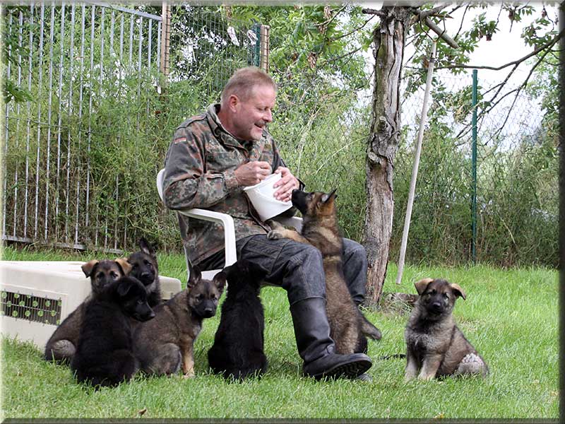 D-Wurf von Schörner's Schmiede