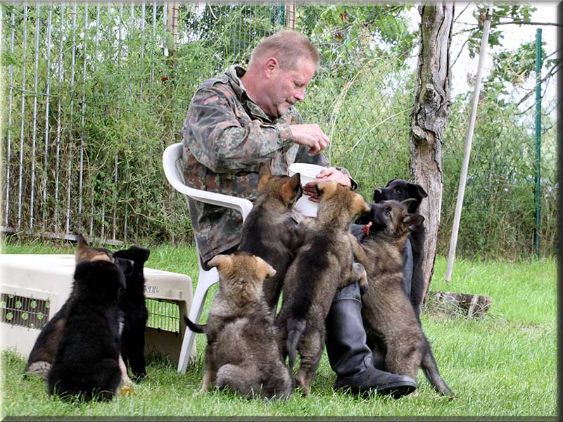 D-Wurf von Schörner's Schmiede