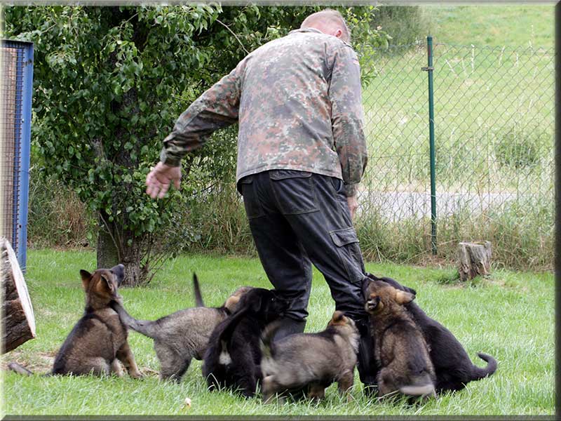 D-Wurf von Schörner's Schmiede