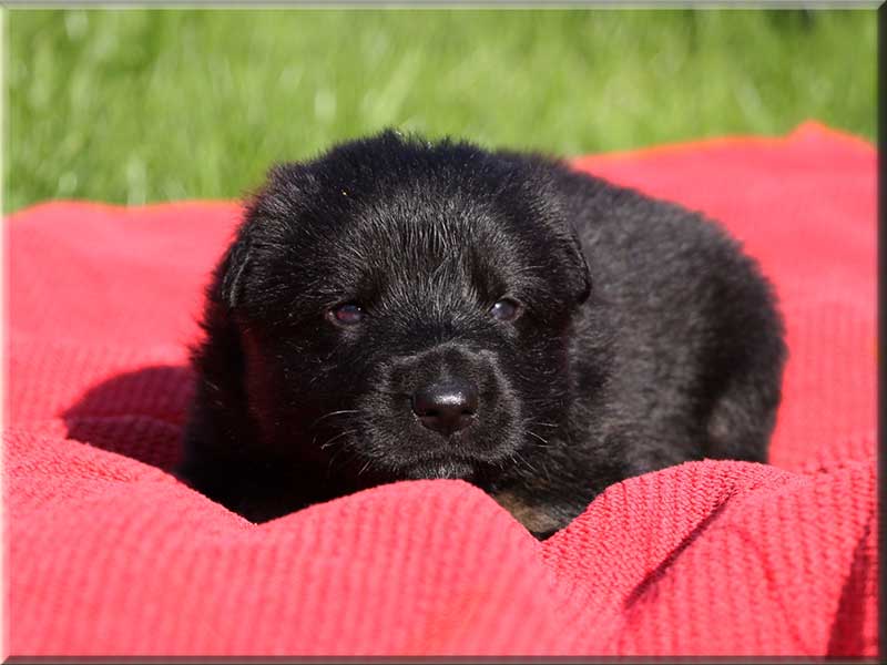 D-Wurf von Schörner's Schmiede