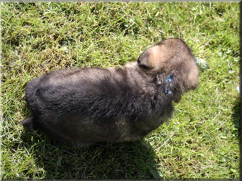 D-Wurf von Schörner's Schmiede