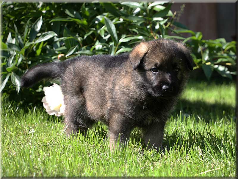 D-Wurf von Schörner's Schmiede