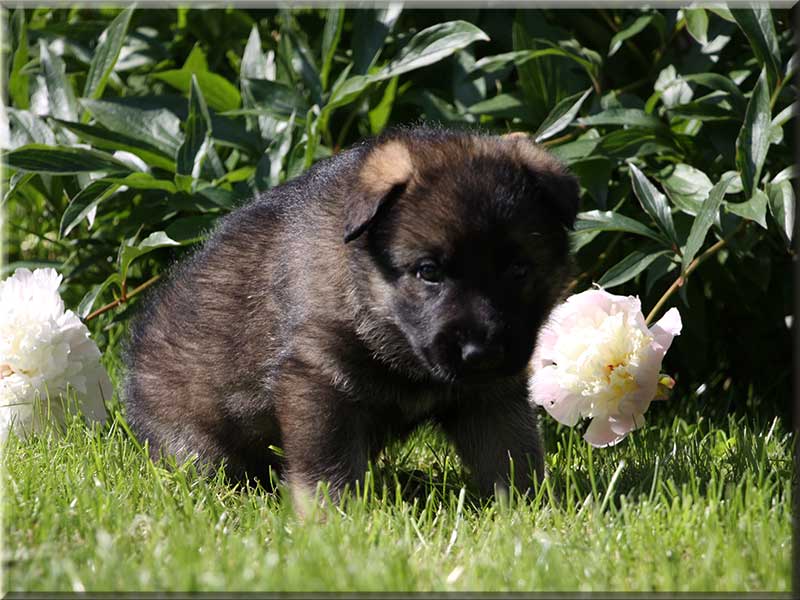 D-Wurf von Schörner's Schmiede