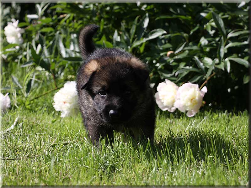 D-Wurf von Schörner's Schmiede