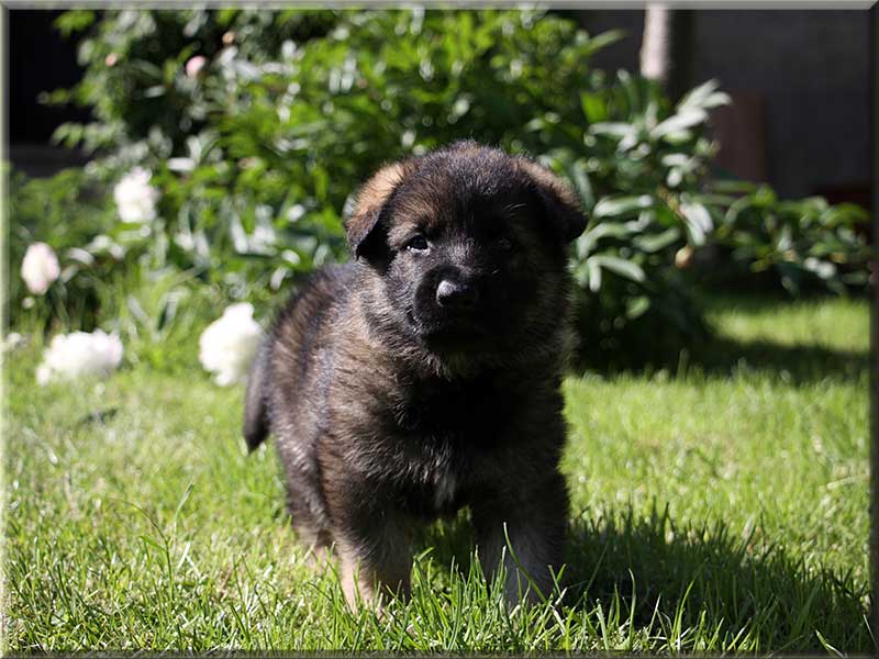 D-Wurf von Schörner's Schmiede