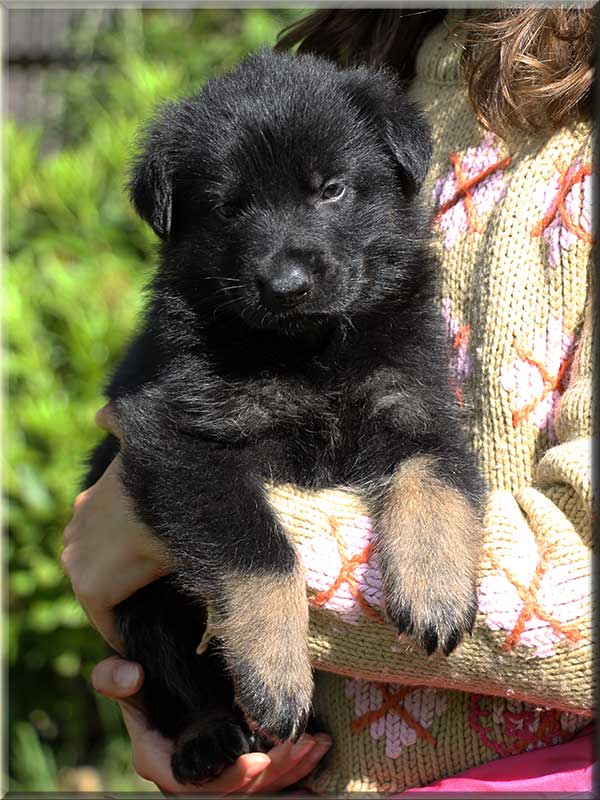 D-Wurf von Schörner's Schmiede