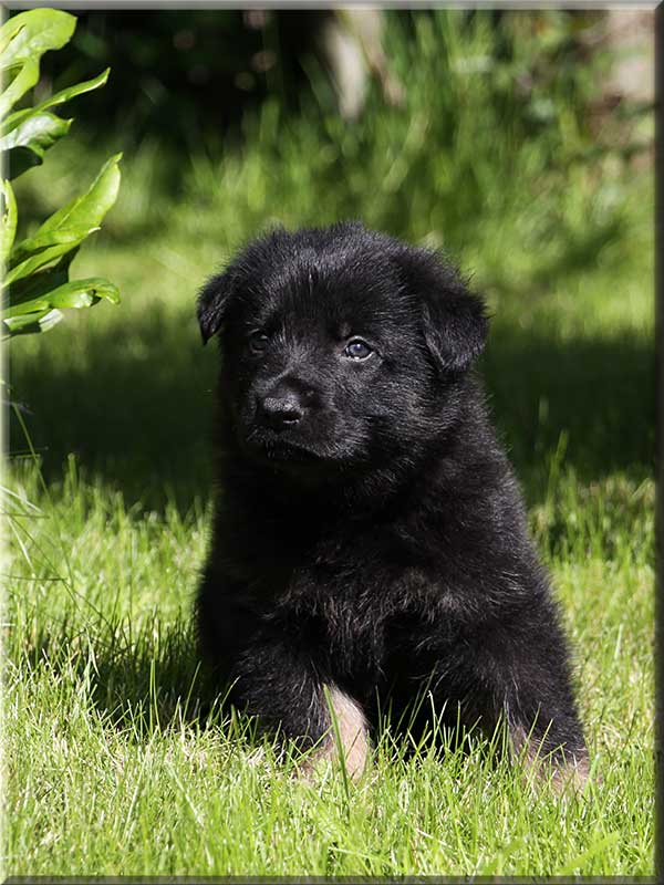 D-Wurf von Schörner's Schmiede