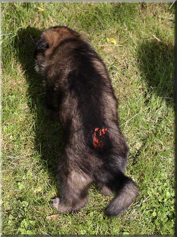 D-Wurf von Schörner's Schmiede