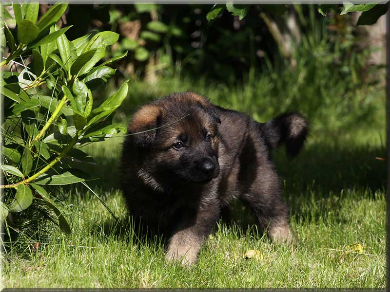 D-Wurf von Schörner's Schmiede