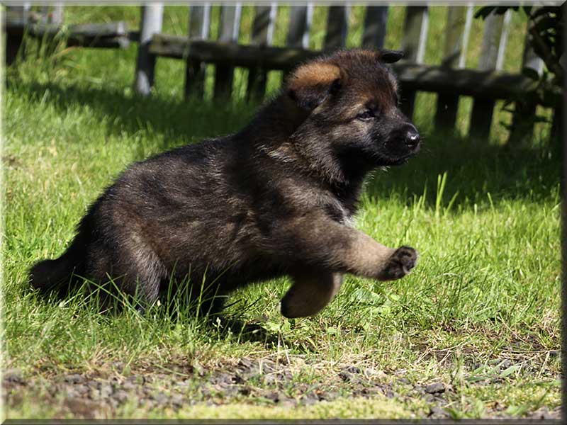 D-Wurf von Schörner's Schmiede