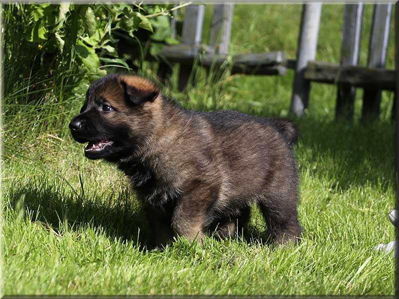 D-Wurf von Schörner's Schmiede