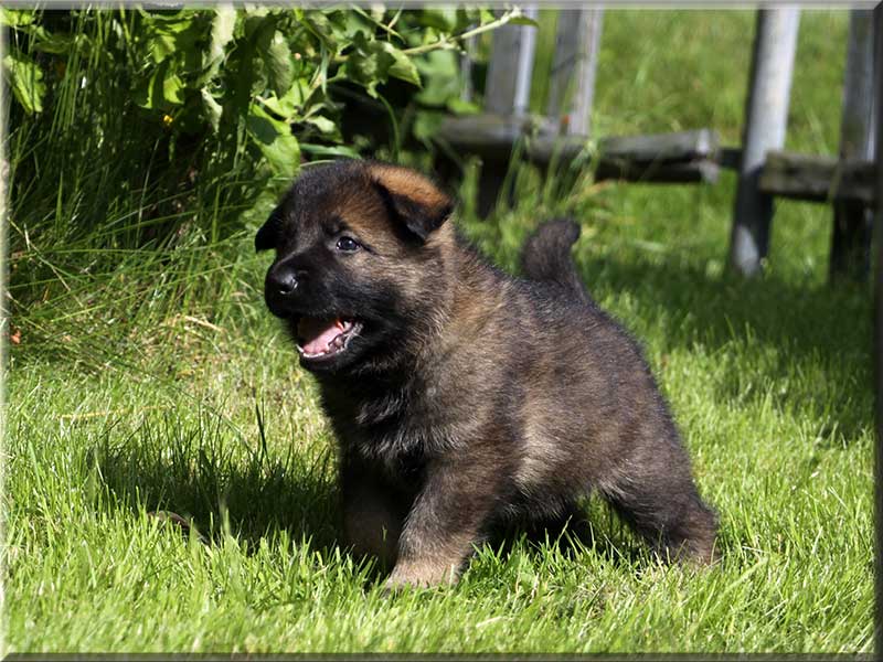 D-Wurf von Schörner's Schmiede