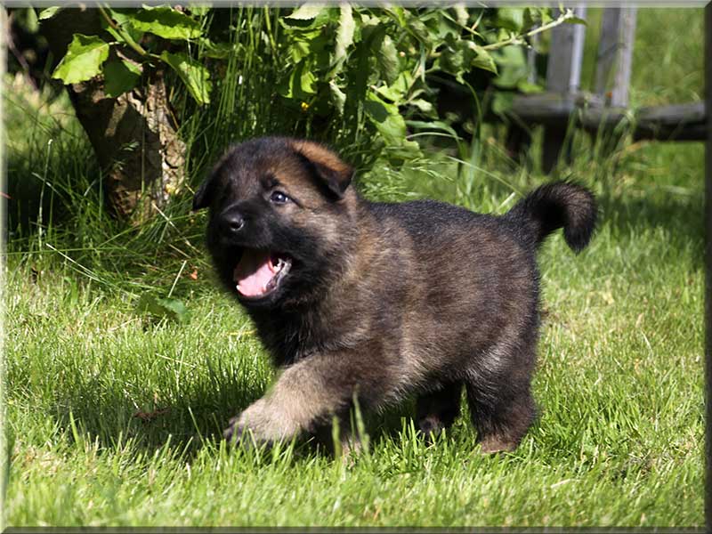 D-Wurf von Schörner's Schmiede