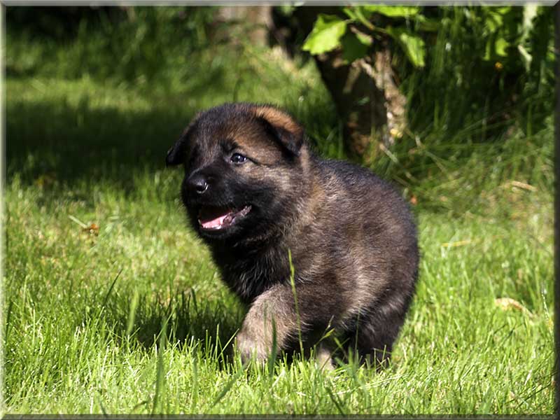 D-Wurf von Schörner's Schmiede