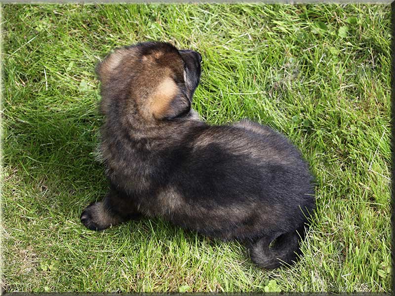 D-Wurf von Schörner's Schmiede