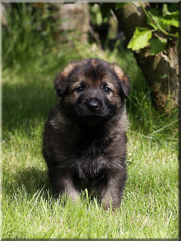 D-Wurf von Schörner's Schmiede