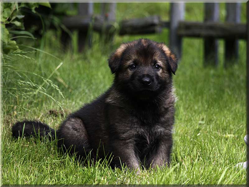 D-Wurf von Schörner's Schmiede