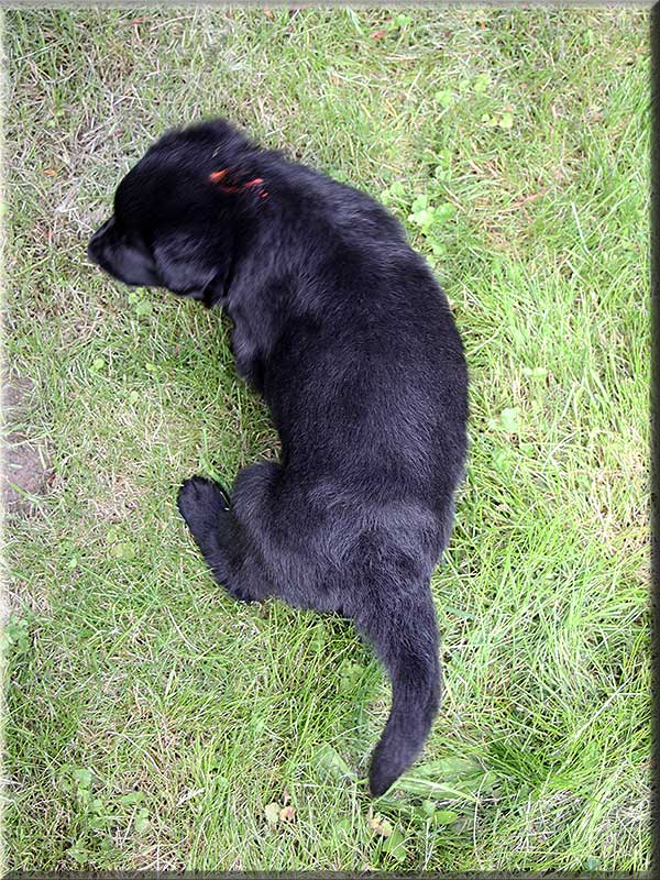 D-Wurf von Schörner's Schmiede