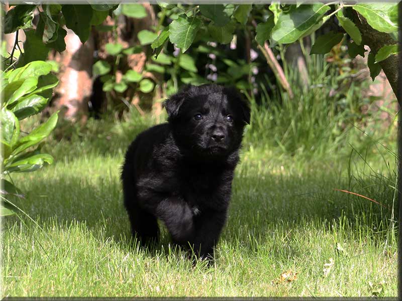 D-Wurf von Schörner's Schmiede