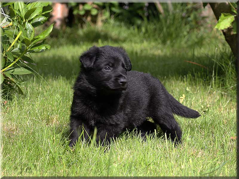 D-Wurf von Schörner's Schmiede