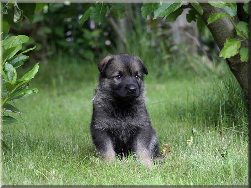 D-Wurf von Schörner's Schmiede