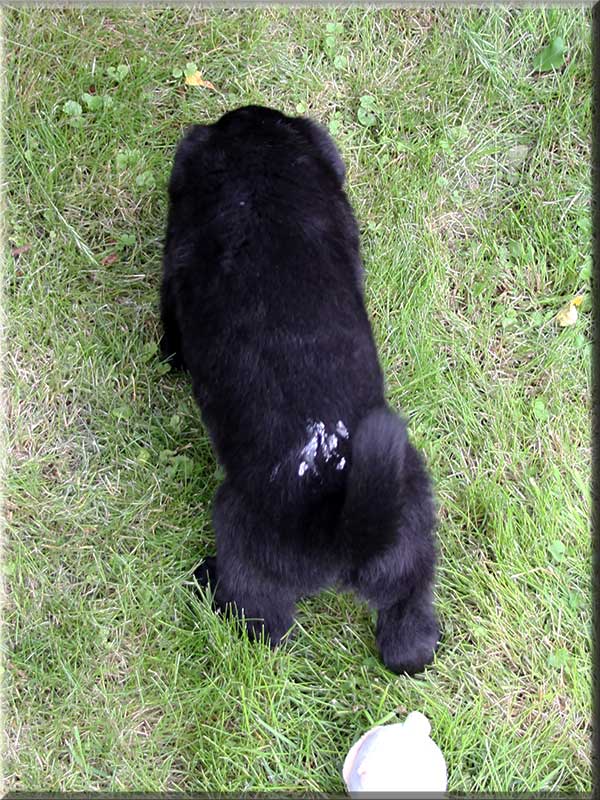 D-Wurf von Schörner's Schmiede