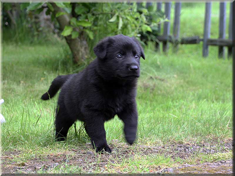 D-Wurf von Schörner's Schmiede