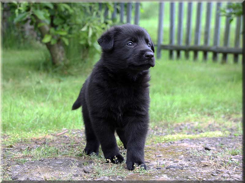 D-Wurf von Schörner's Schmiede