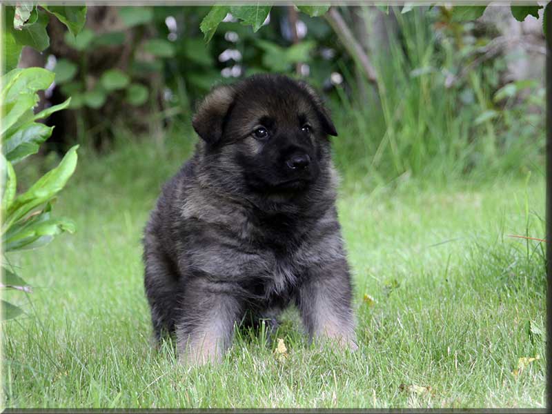 D-Wurf von Schörner's Schmiede