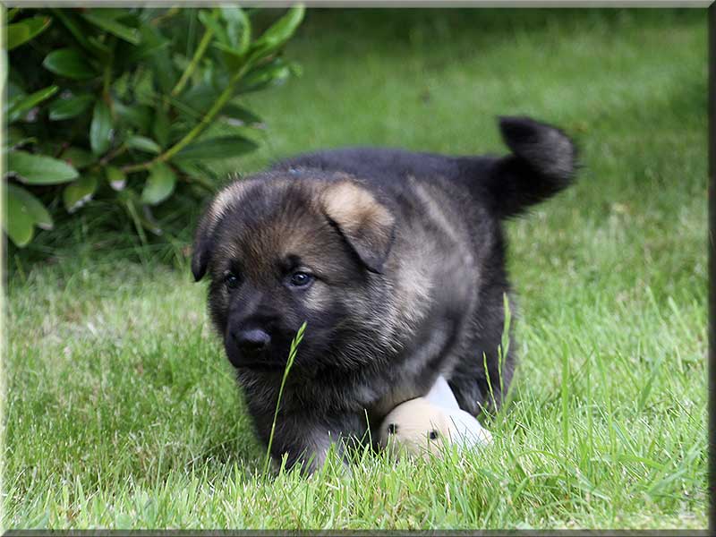 D-Wurf von Schörner's Schmiede