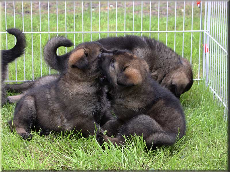 D-Wurf von Schörner's Schmiede