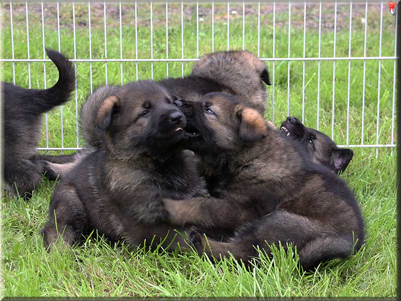 D-Wurf von Schörner's Schmiede