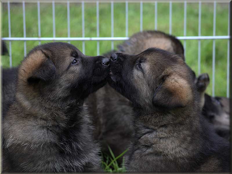 D-Wurf von Schörner's Schmiede