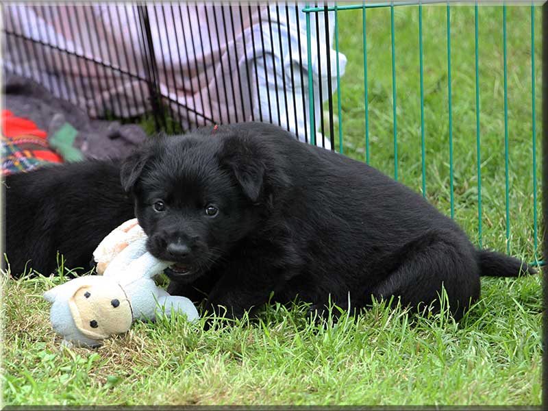 D-Wurf von Schörner's Schmiede