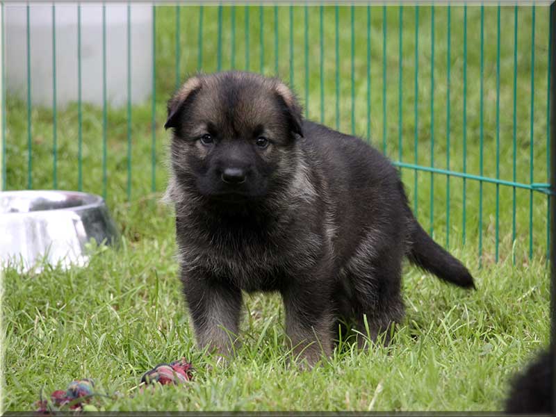 D-Wurf von Schörner's Schmiede