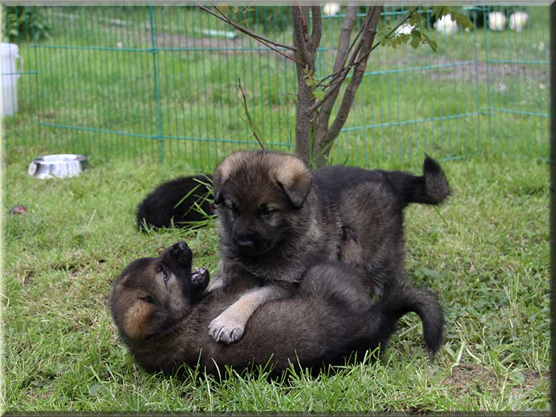 D-Wurf von Schörner's Schmiede