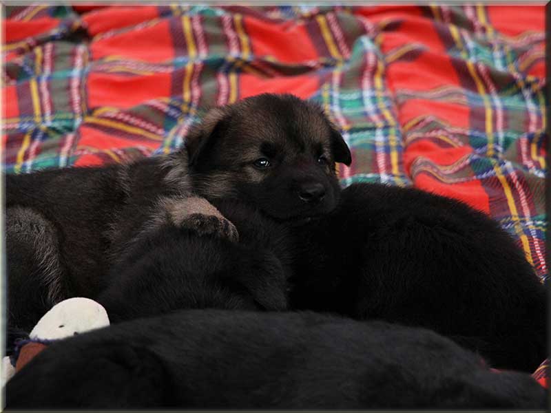 D-Wurf von Schörner's Schmiede