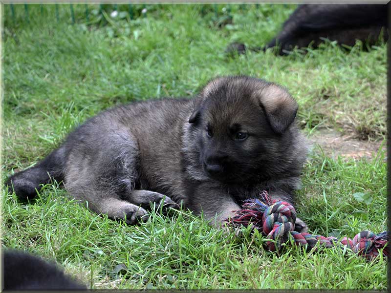 D-Wurf von Schörner's Schmiede