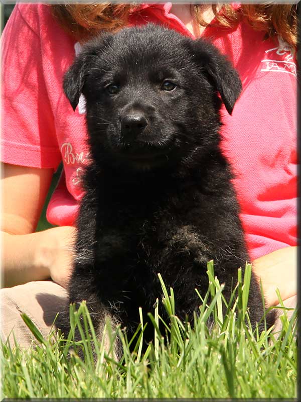 D-Wurf von Schörner's Schmiede