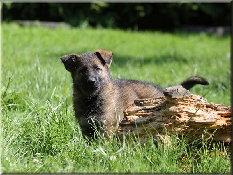 D-Wurf von Schörner's Schmiede