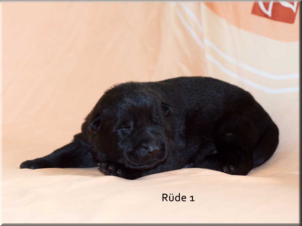 E-Wurf von Schörner's Schmiede