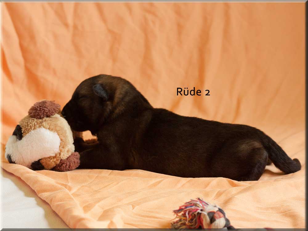 E-Wurf von Schörner's Schmiede