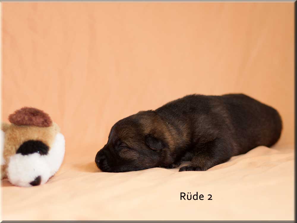 E-Wurf von Schörner's Schmiede